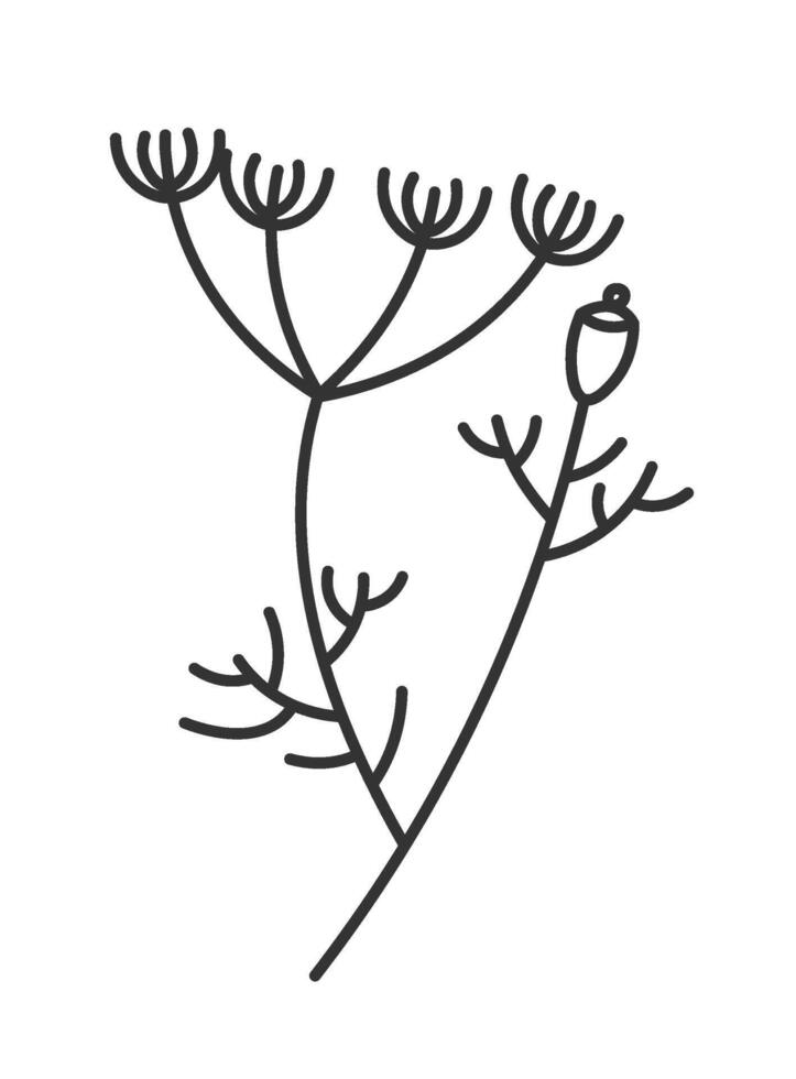 Dill with flourishing, aromatic ingredient herb vector