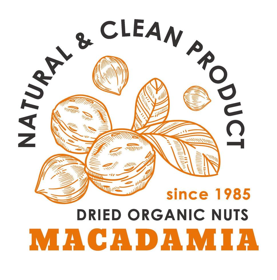 Dried organic nuts, macadamia vegetarian product vector