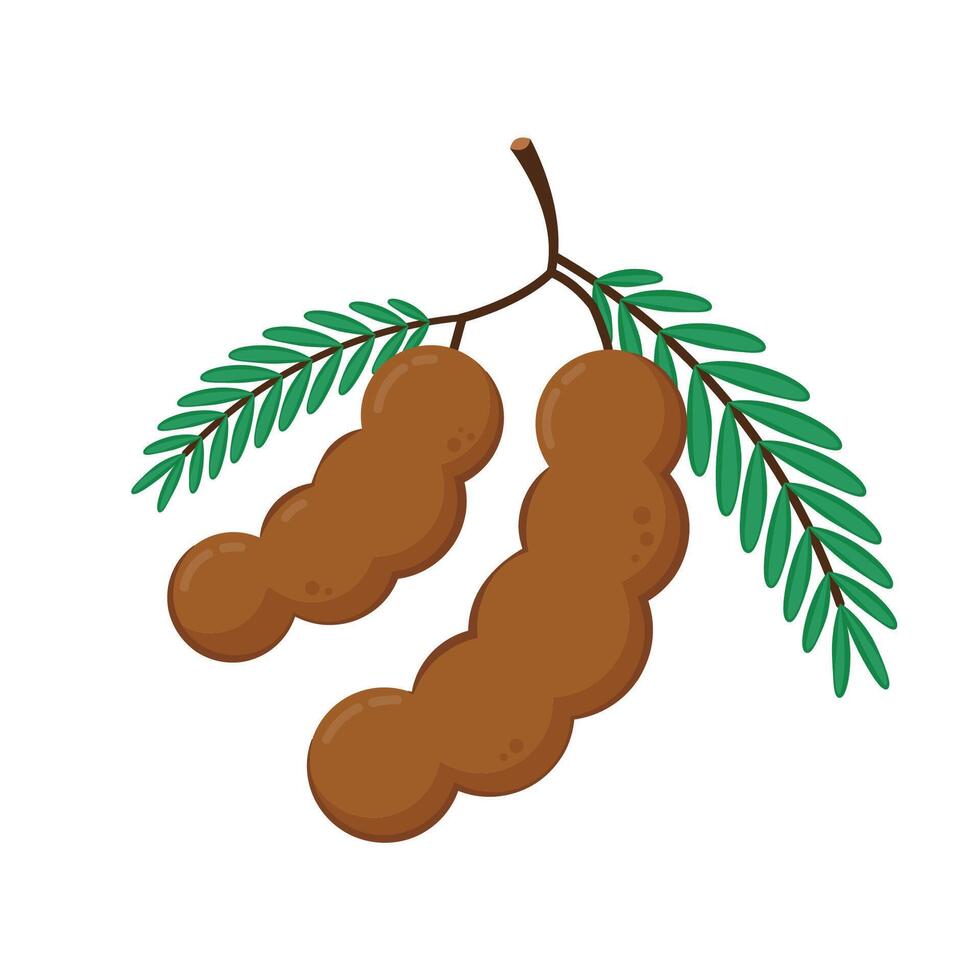 Tamarind cartoon vector. Tamarind on white background. vector