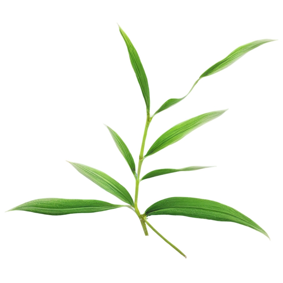 bambou plante sur transparent Contexte png