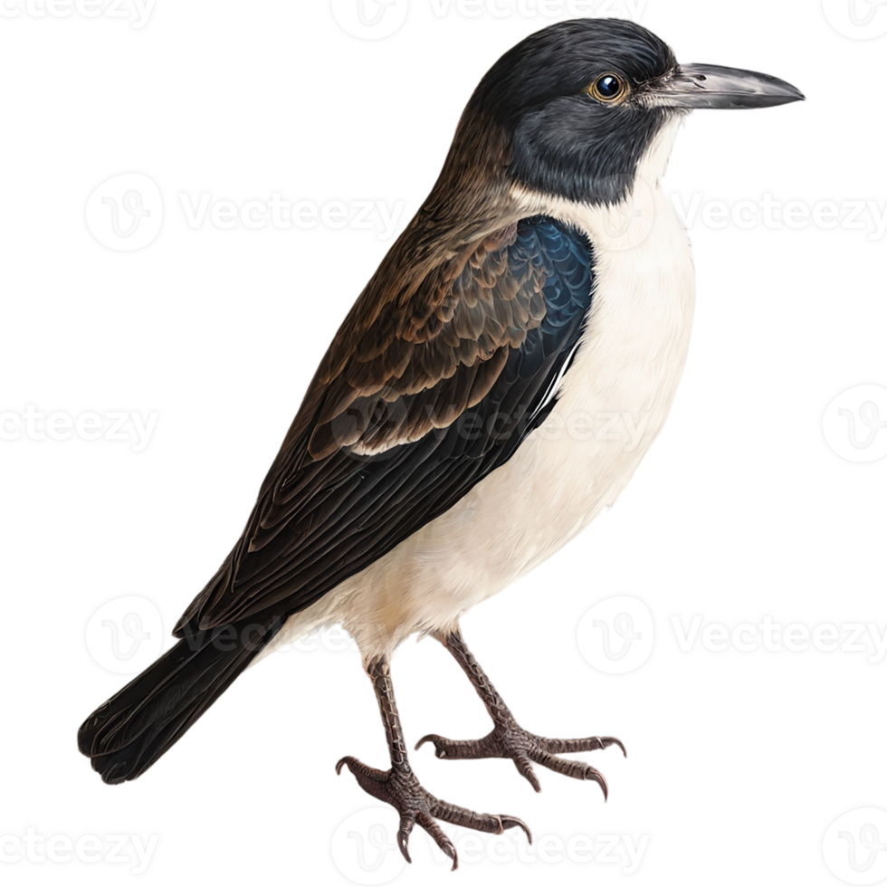 a bird with black and white feathers on a transparent background png