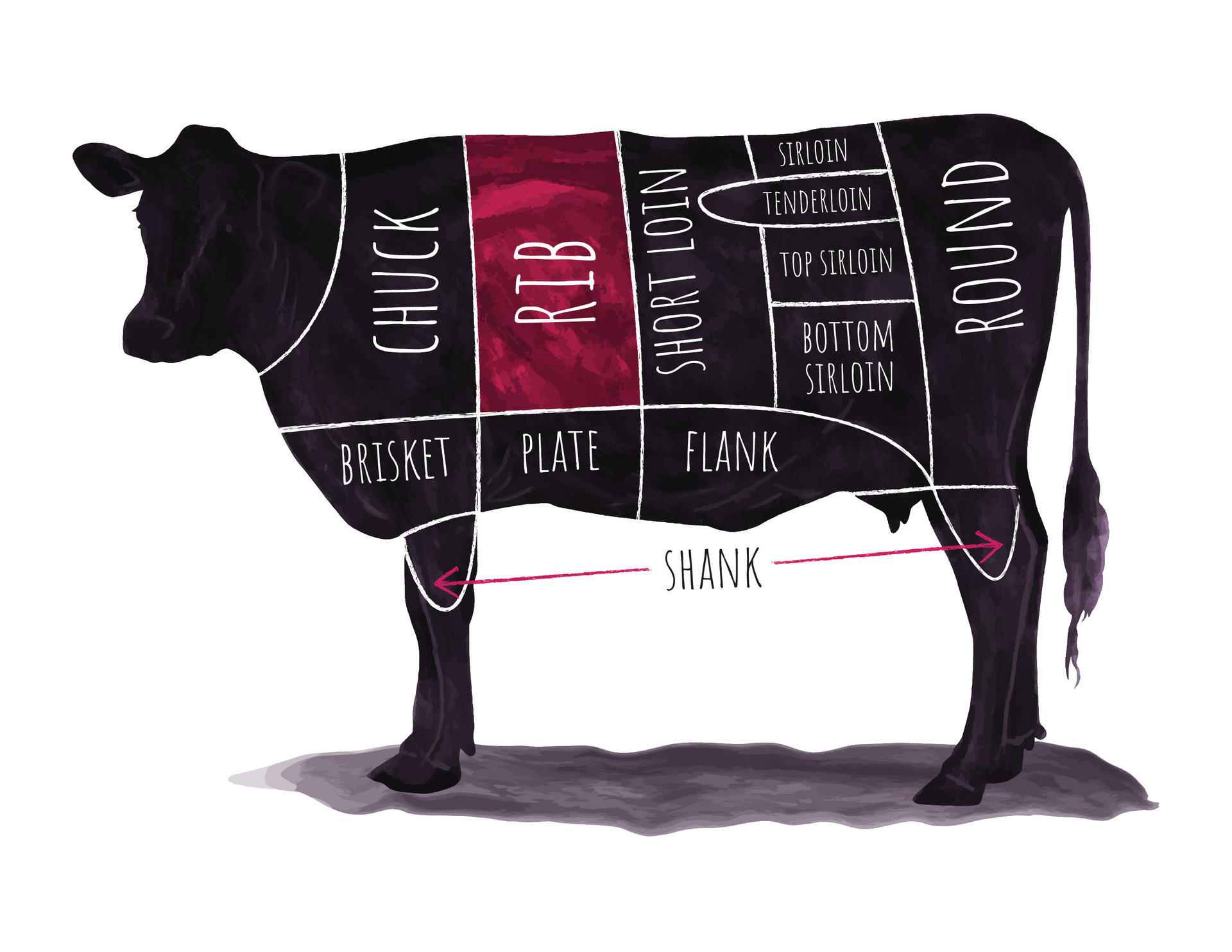 Illustrated beef cuts chart with labeled sections on a cow silhouette for culinary use 42158027