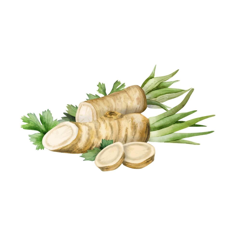 Watercolor realistic horseradish roots and slices with parsley illustration. Cooking herbs ingredients for recipies vector