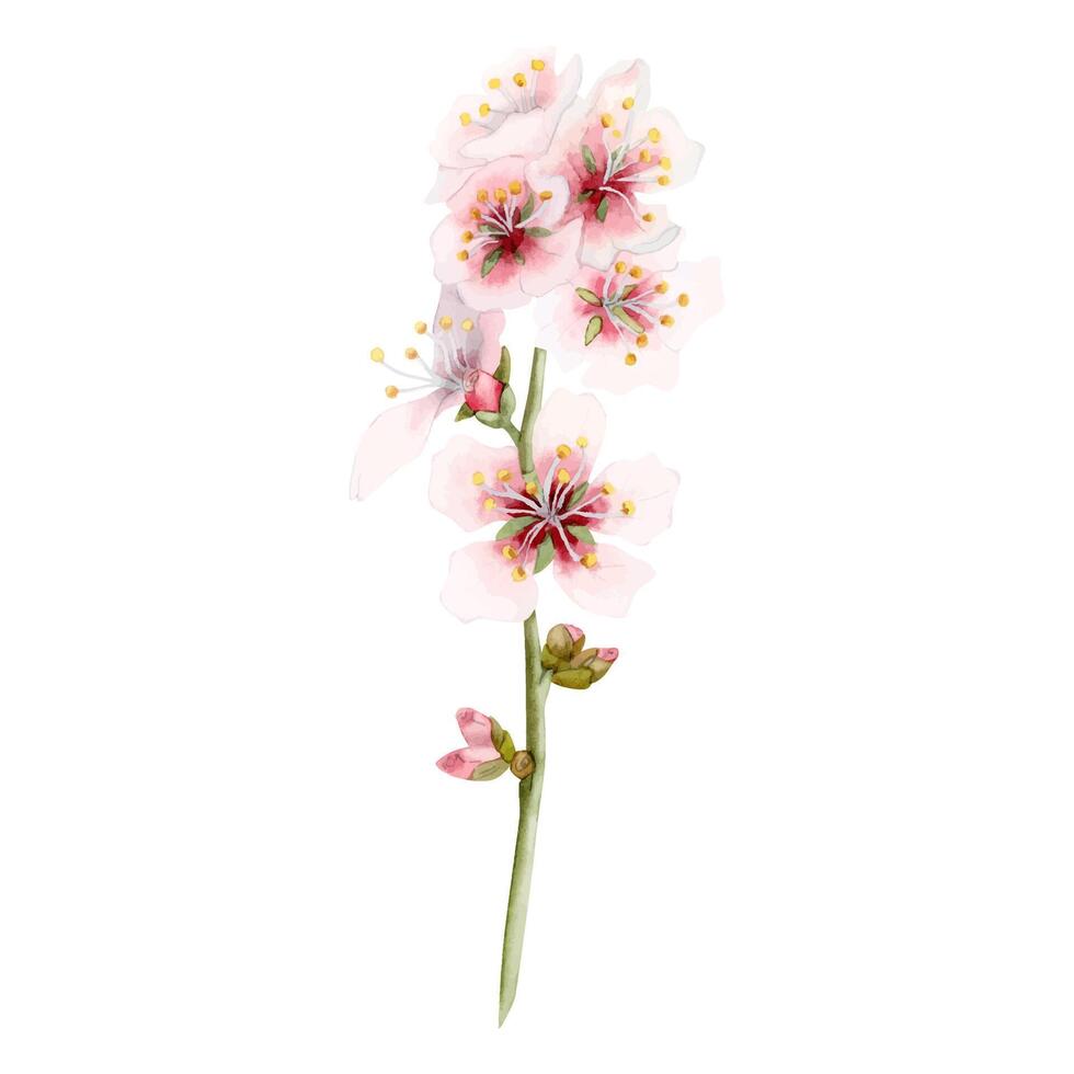 Cherry blossom vector watercolor branch with blooming pink almond tree flowers. Realistic sakura floral illustration