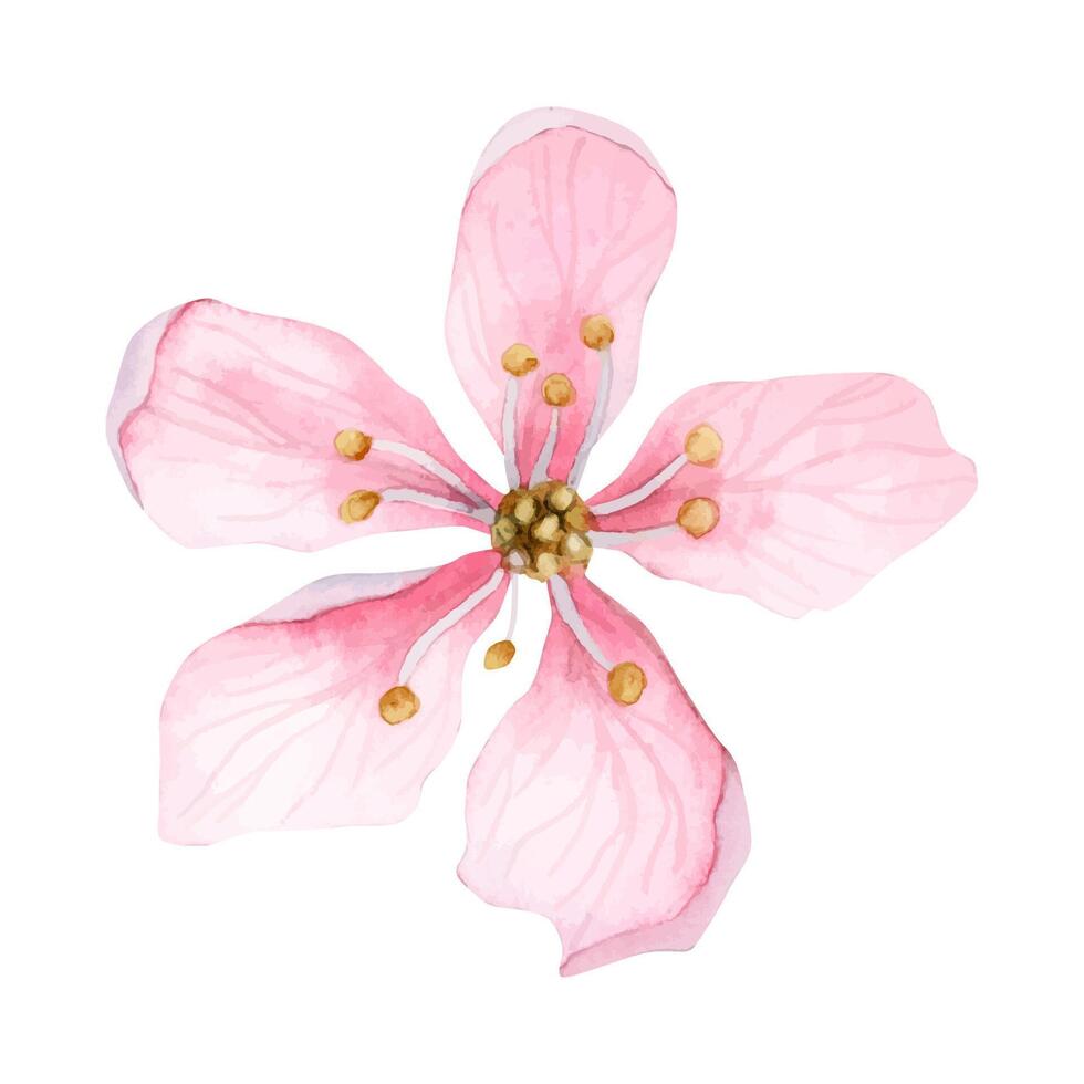 Light pink almond flower top view, flowering cherry flower, five sakura petals botanical illustration vector