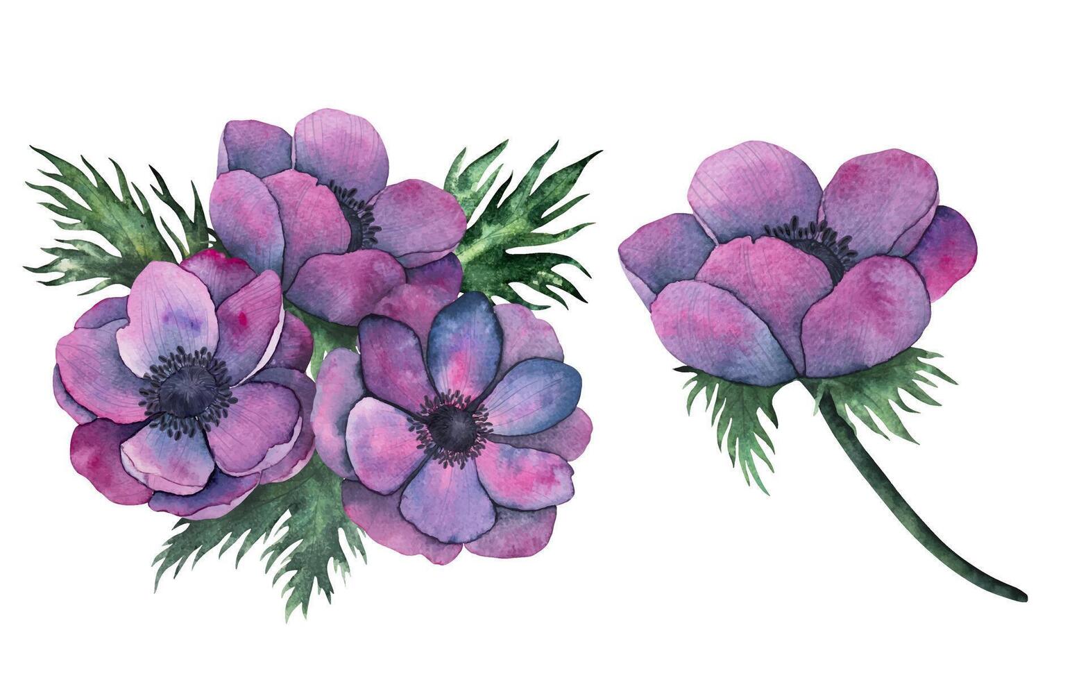 Vector anemone flowers, leaves and bouquet in Bright purple colors. Hand drawn Watercolor floral illustration isolated on white. Botanical art for wedding anniversary, birthday, invitations