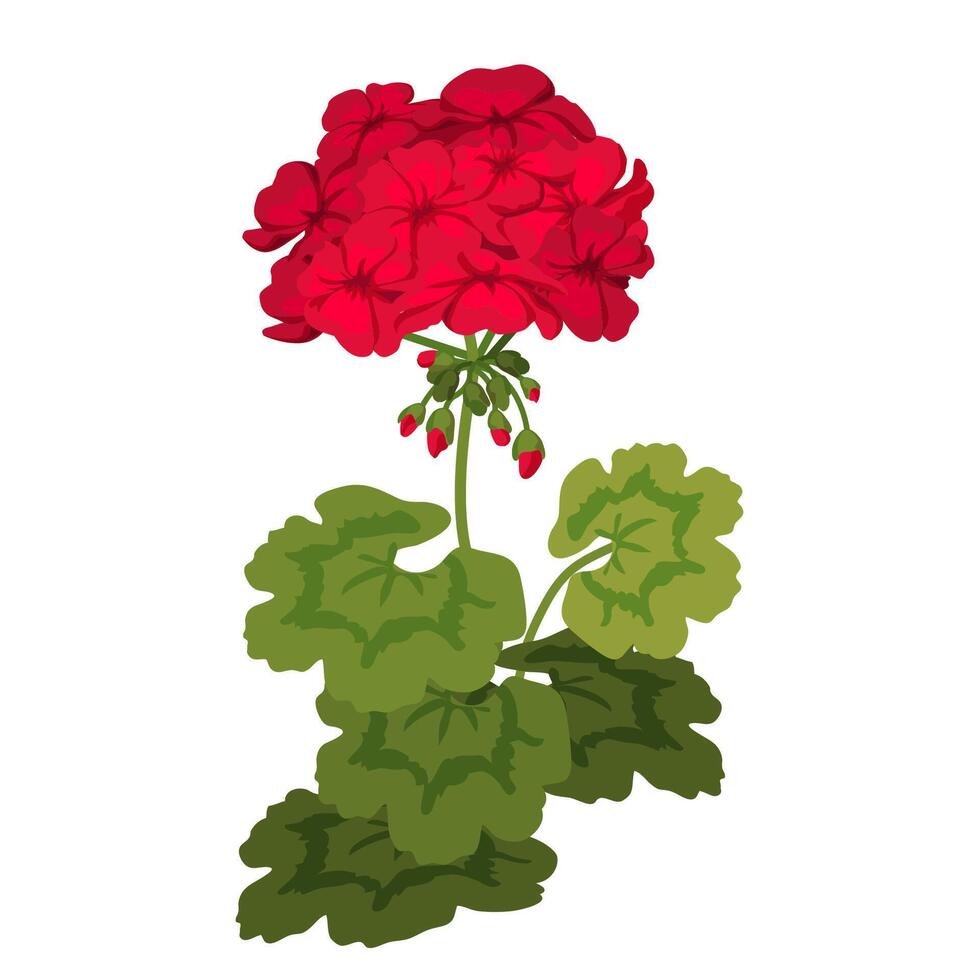 Red Geranium. Bright closeup homeplant isolated on white. Vector. vector