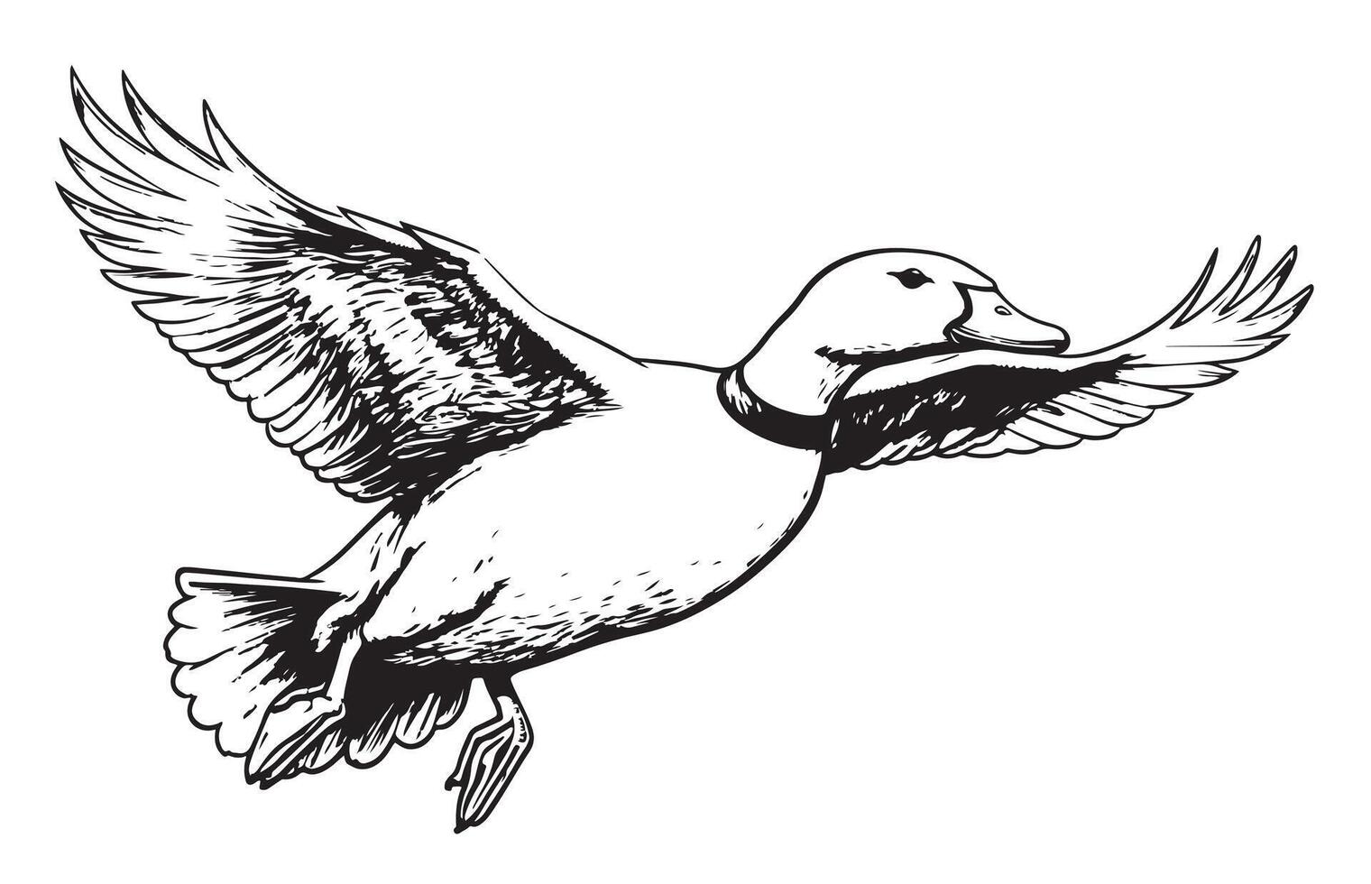 Duck flying sketch painted vector illustration Bird