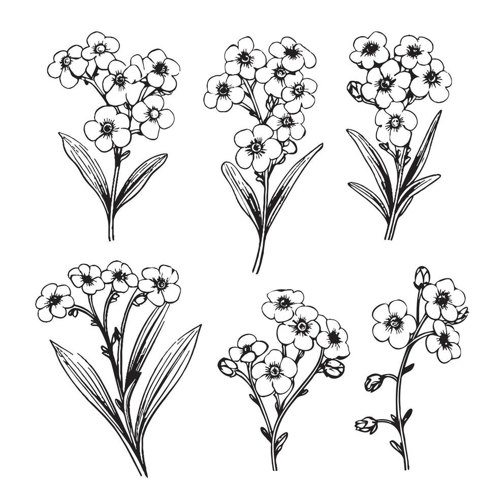 Forget-me-not flowers vector illustration