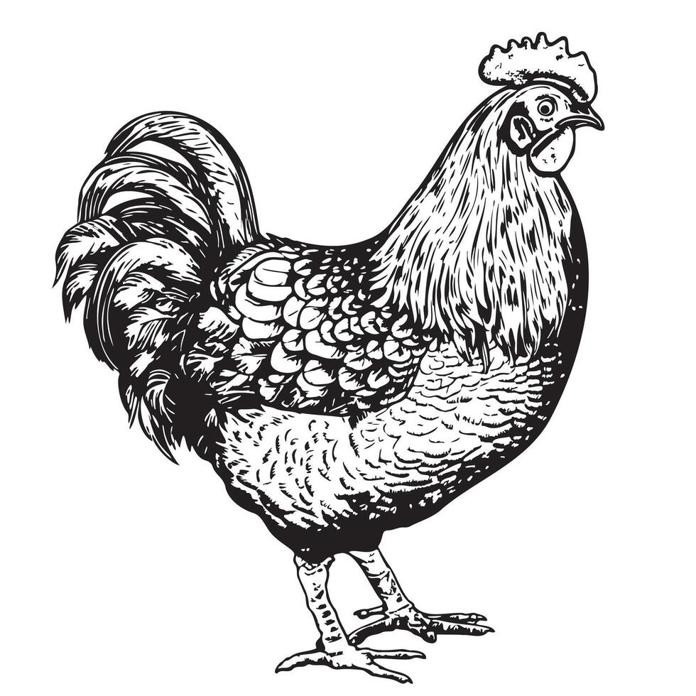 Farm rooster hand drawn sketch in engraving style Vector illustration