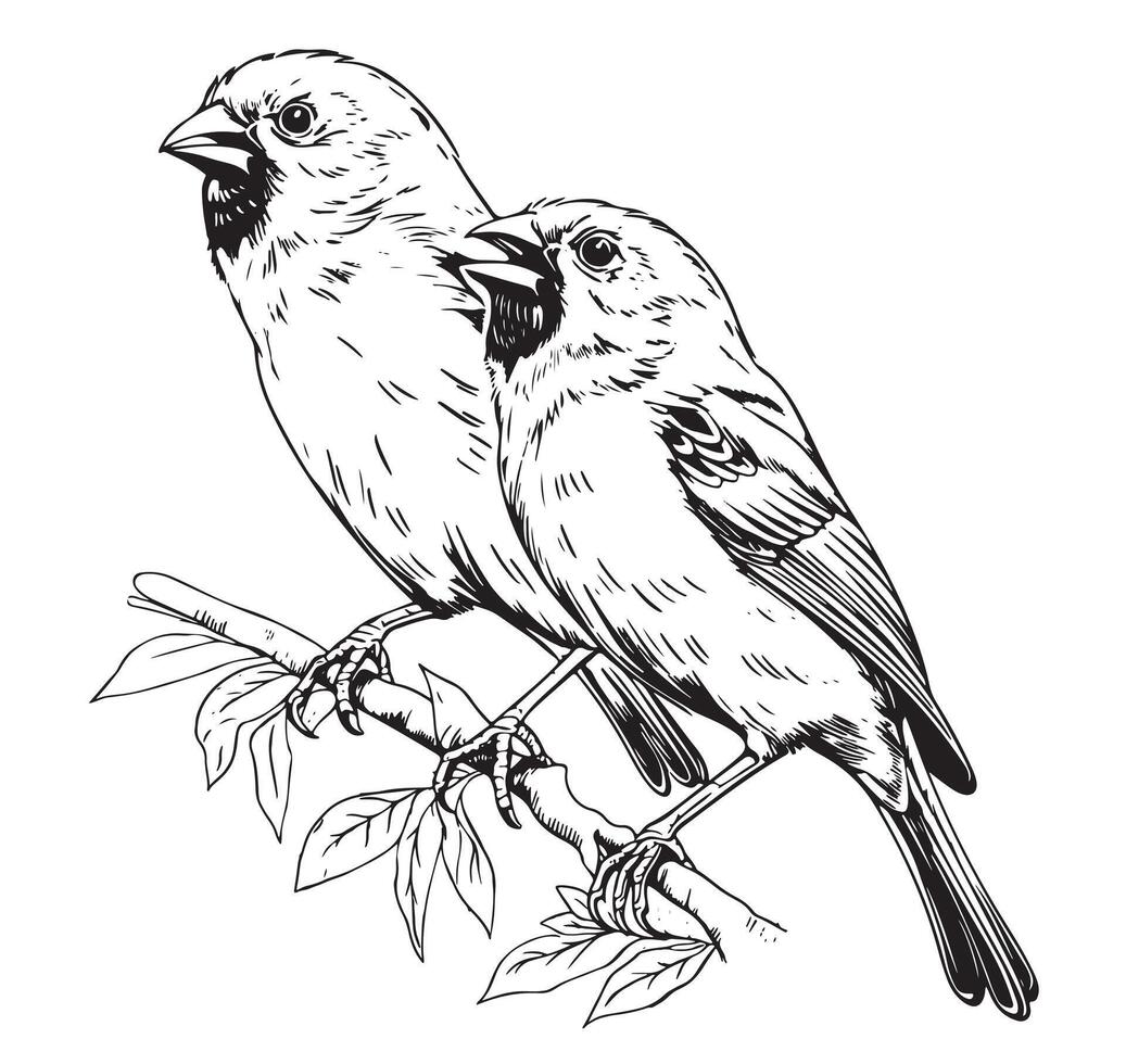 Line art of Canary bird on white vector