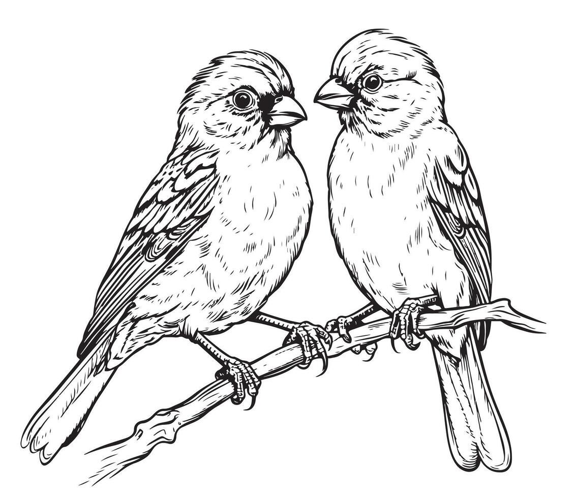 Black and white sketch of a canary bird sitting on a branch vector