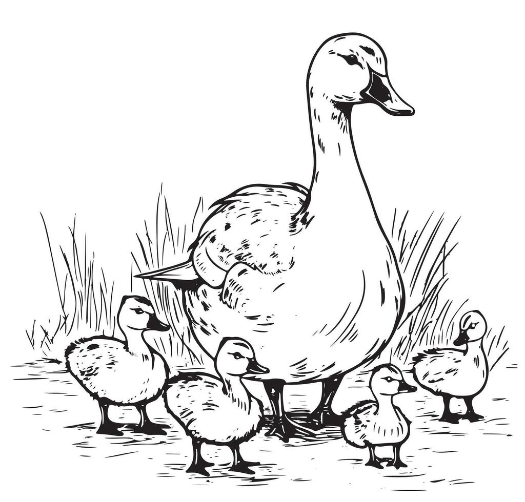 breeding ducks. set of vector sketches