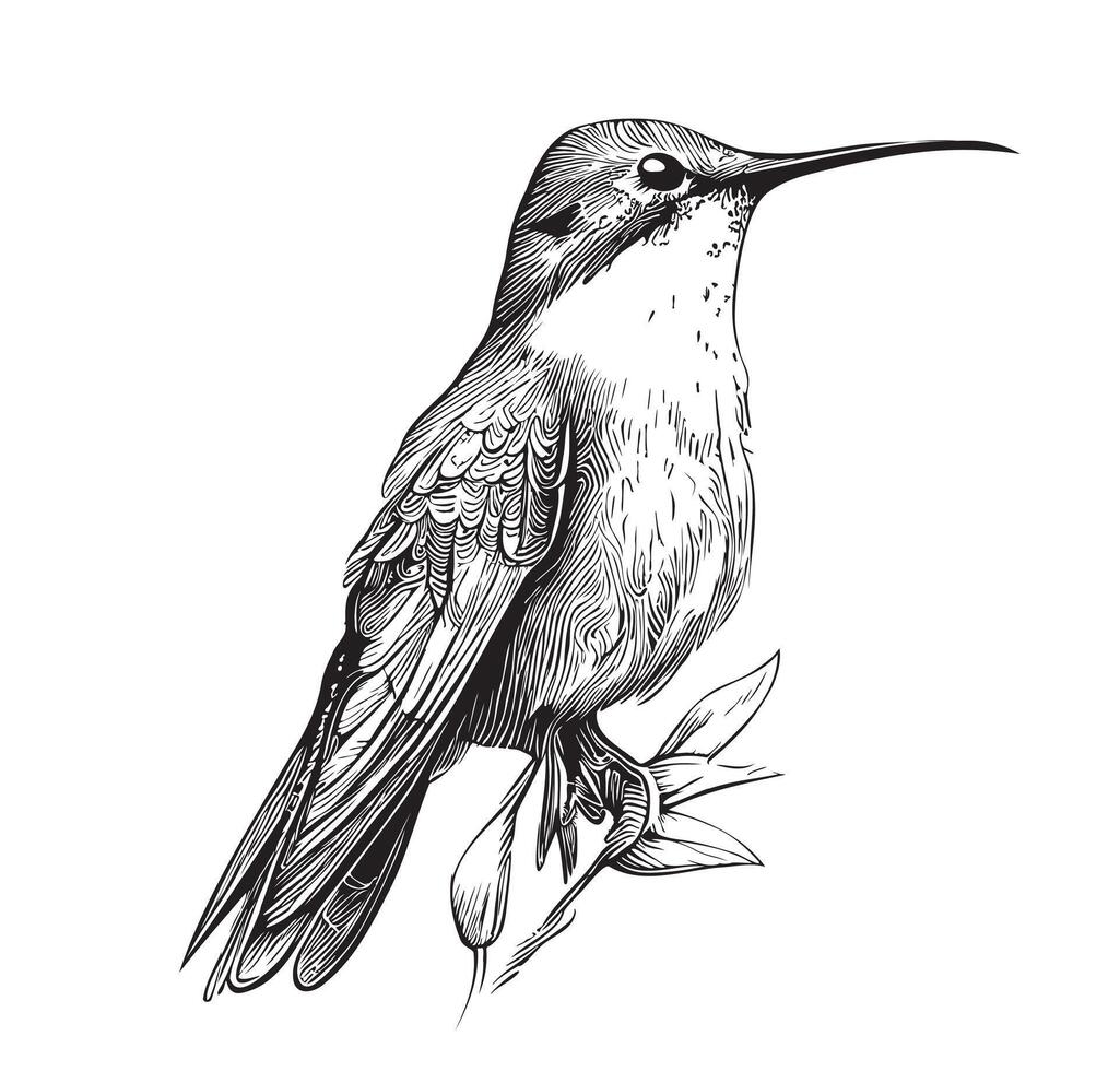 Hummingbird bird sitting ,hand drawn sketch in doodle style Vector illustration