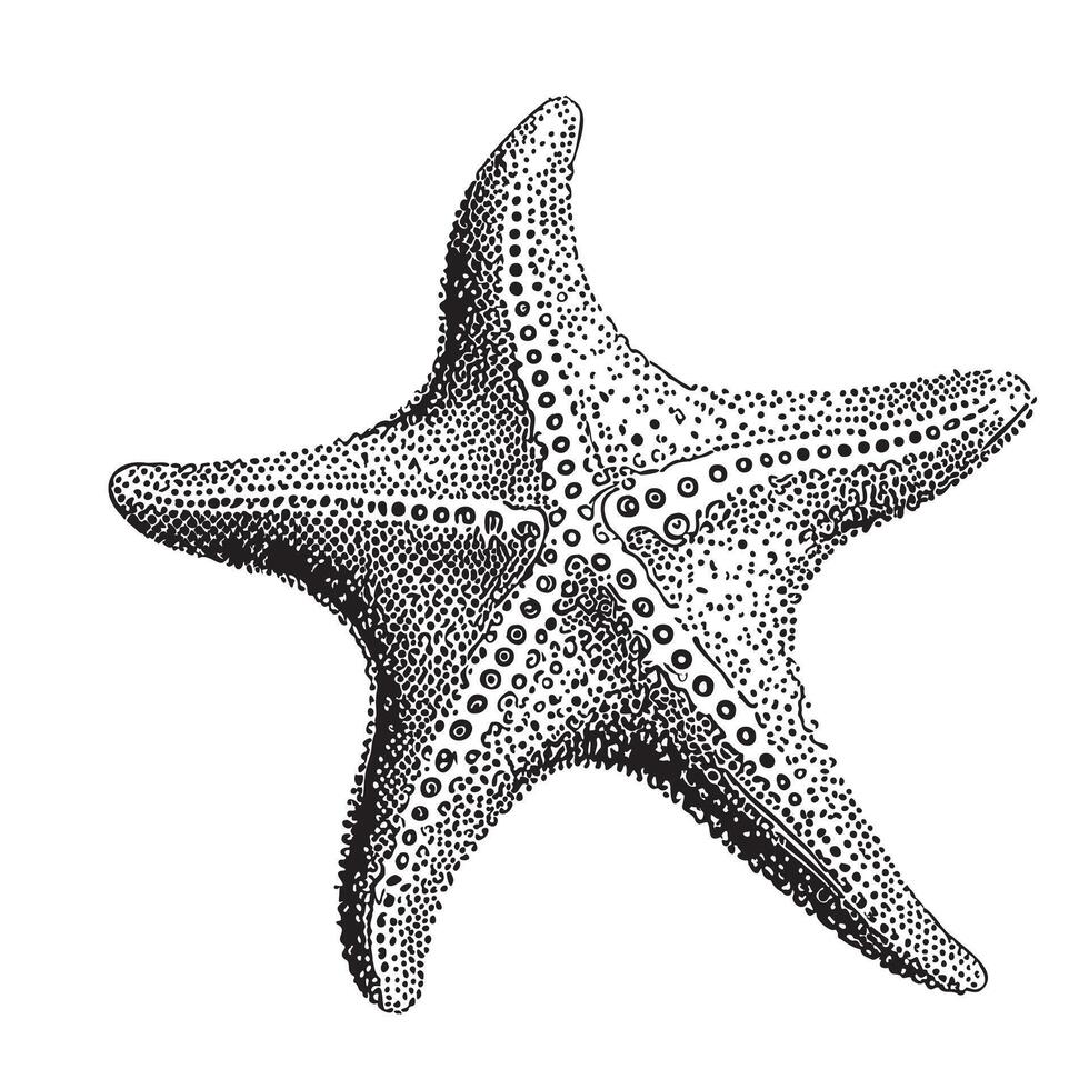 Starfish hand drawn sketch in doodle style Vector illustration