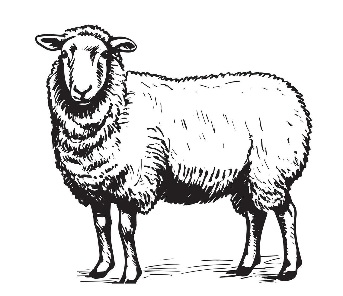Sheep sketch hand drawn in doodle style Farming Vector illustration