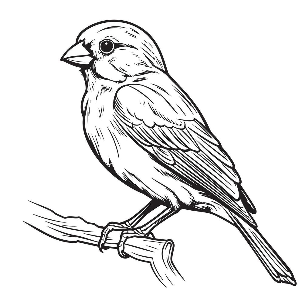 boceto en blanco y negro de un pájaro canario sentado en una rama vector