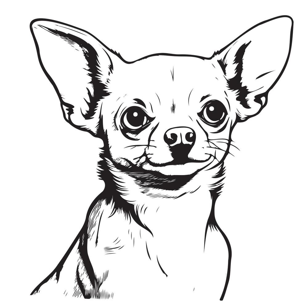 Head of a chihuahua dog hand drawn sketch in engraving style Vector illustration