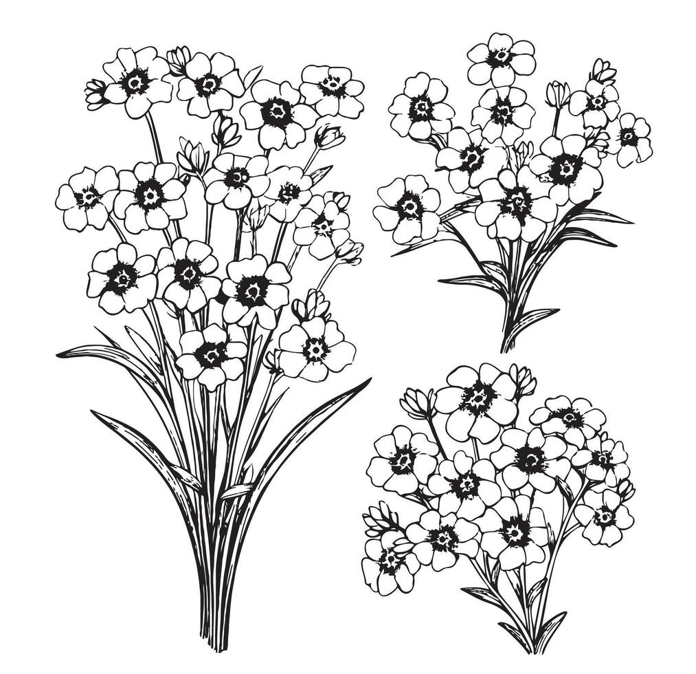 Forget-me-not flowers vector illustration isolated on white background