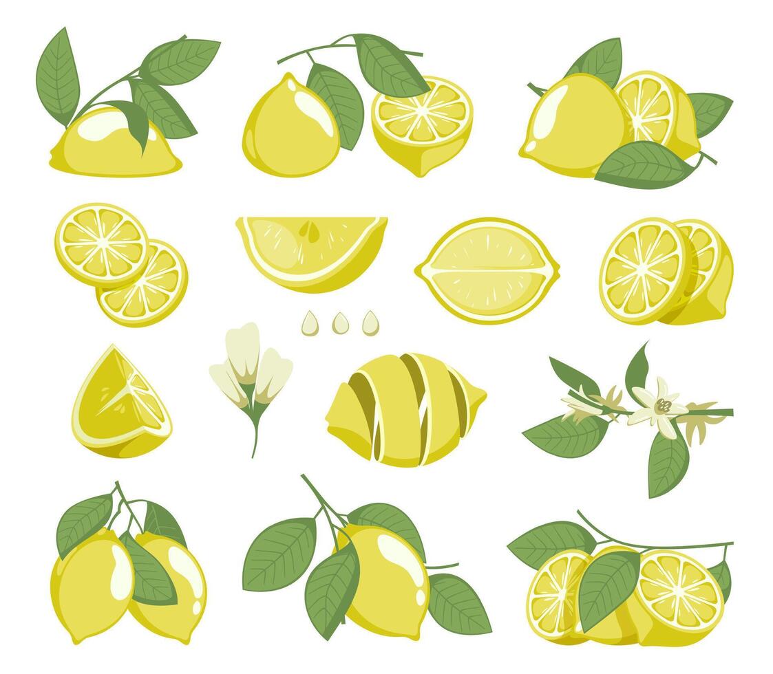 Lemon slices. Citrus fruit with juice and peel, organic natural vitamin C ingredients, fresh yellow fruit pieces for cooking. Vector isolated set