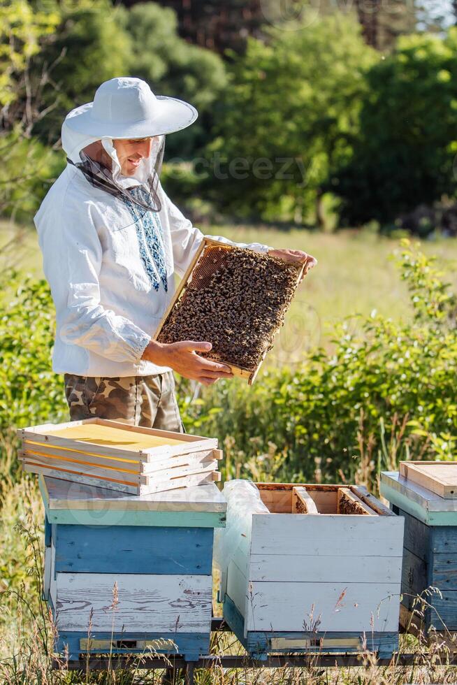 Apiculture, beekeeping concept. Beekeeper man in professional beekeeper costume inspects wooden honeycomb frame. Collecting honey on sunny summer day. photo