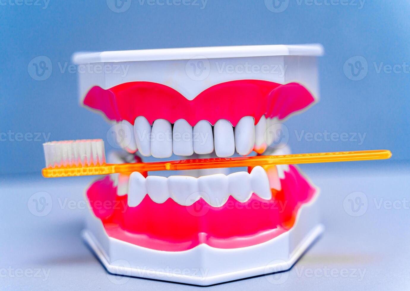 Educational model of jaw with teeth. Toothbrush in artificial jaw. Blue color background. Dentistry concept. photo