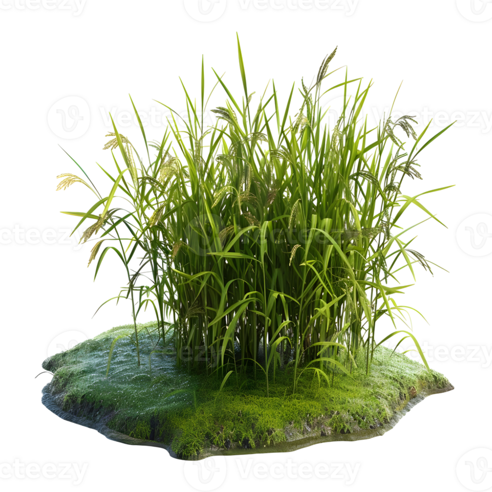 AI generated Cereal Flowers or Crop on Transparent background - Ai Generated png