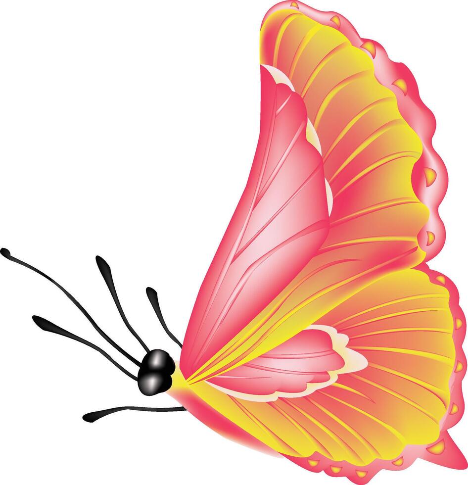 illustraion of pink color butterfly vector design on a white background