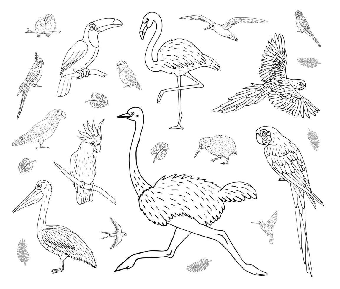 Vector set bundle of hand drawn tropical wild bird