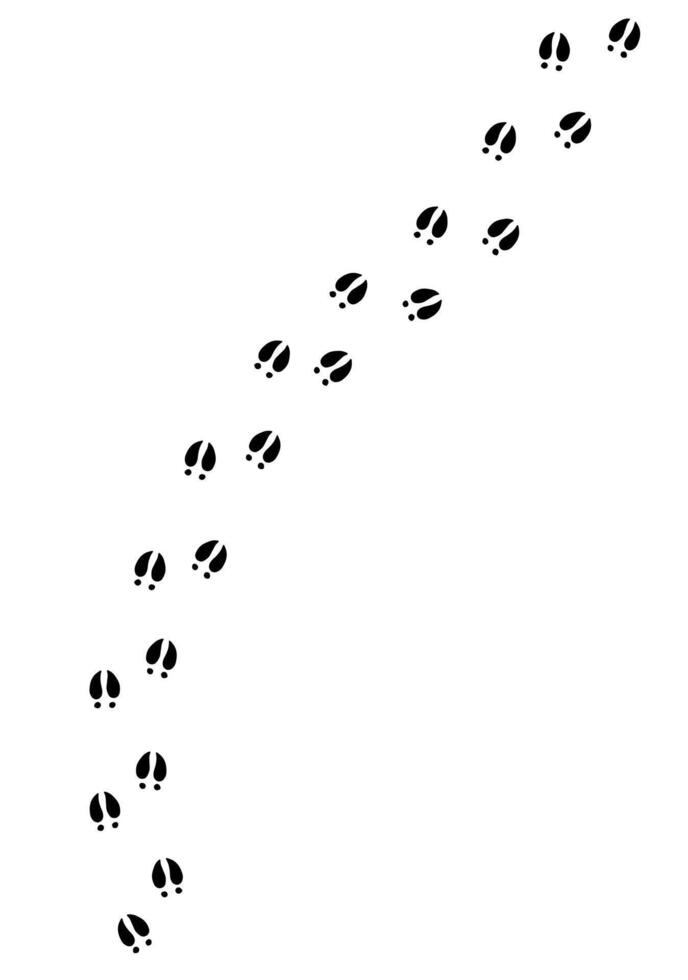 Vector black pig foot print steps path