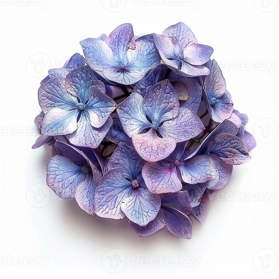 AI generated Fresh hydrangea flower isolated on white background. Close-up Shot. photo