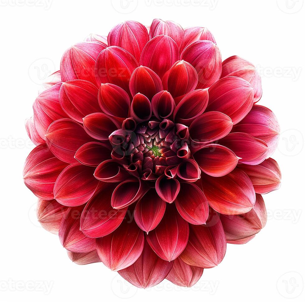 AI generated Fresh dahlia flower isolated on white background. Close-up Shot. photo