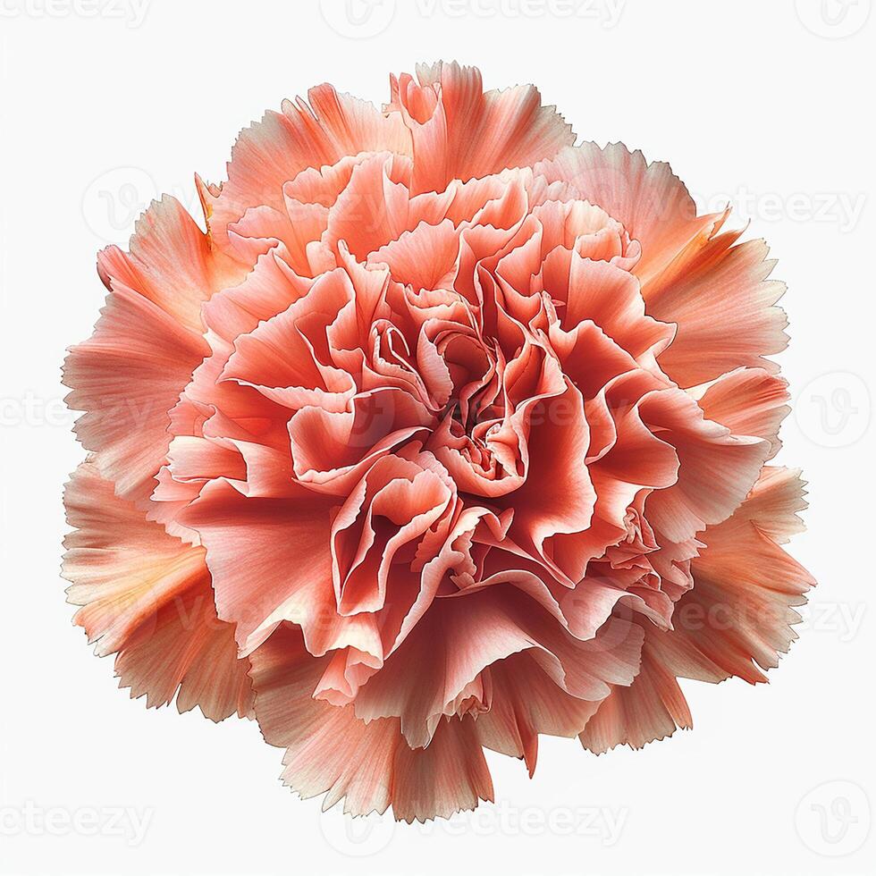 AI generated Fresh carnation flower isolated on white background. Close-up Shot. photo