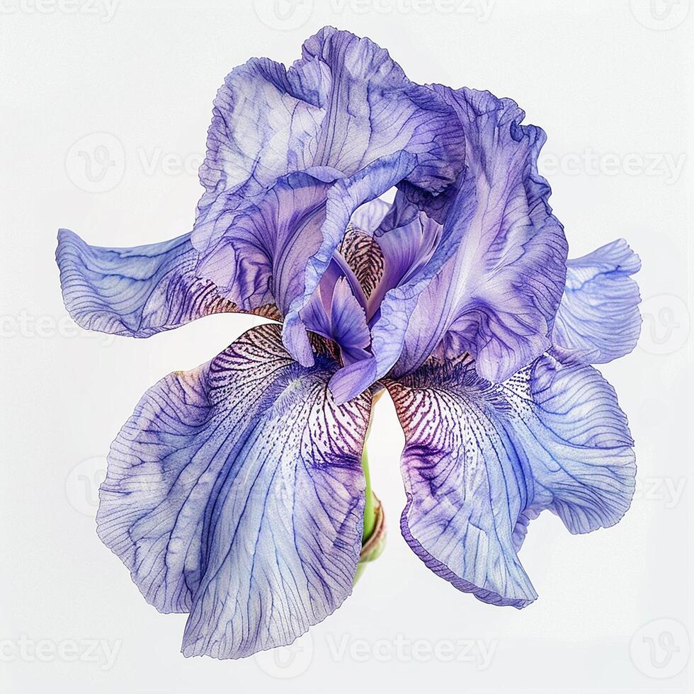 AI generated Fresh iris flower isolated on white background. Close-up Shot. photo