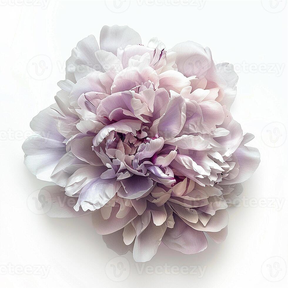 AI generated Fresh peony flower isolated on white background. Close-up Shot photo