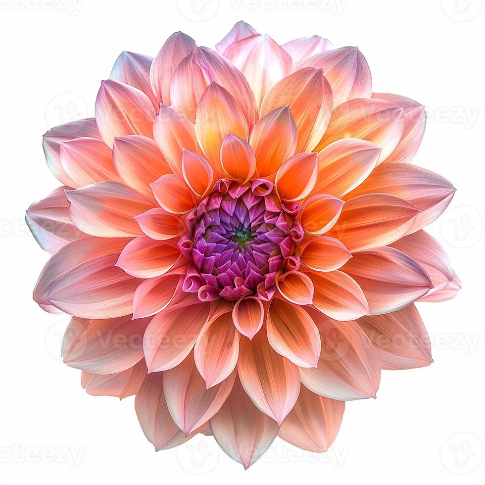 AI generated Fresh dahlia flower isolated on white background. Close-up Shot. photo