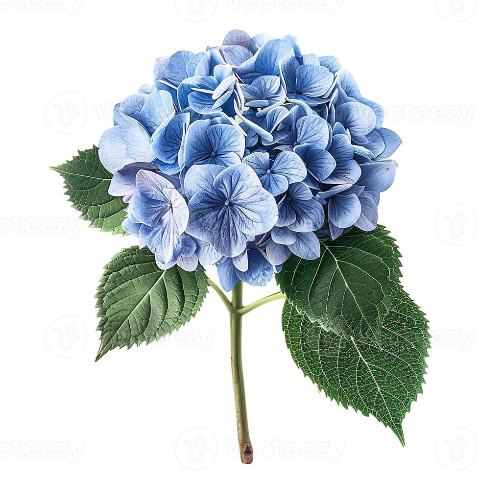 AI generated Fresh hydrangea flower isolated on white background. Close-up Shot. photo