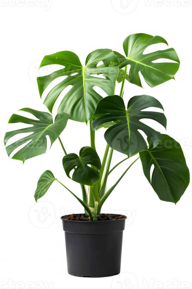 ai generado monstera deliciosa planta en maceta aislado en transparente antecedentes png