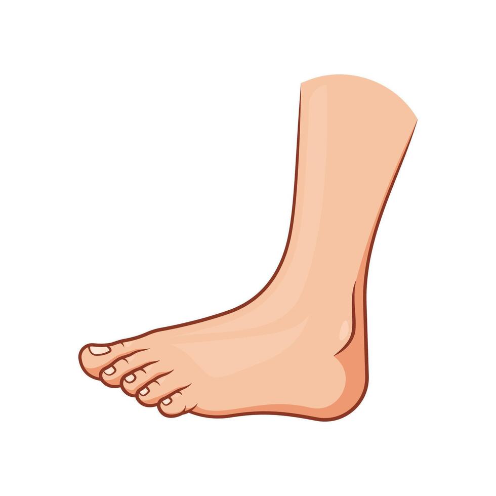 Side view of human foot vector isolated on white background.