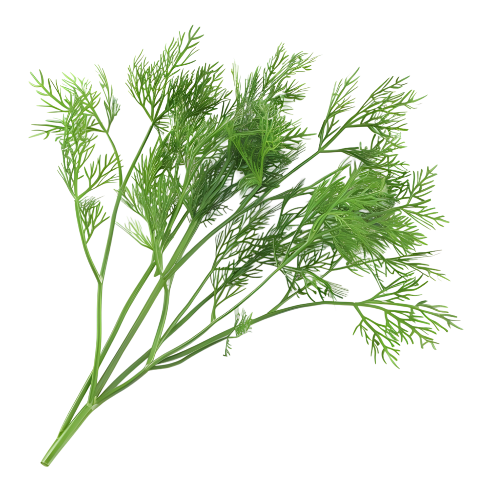 AI generated Bunch Of Dill on Transparent background - Ai Generated png