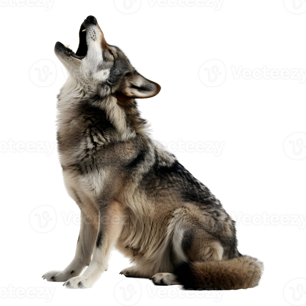 AI generated Howling Wolf on Transparent background - Ai Generated png