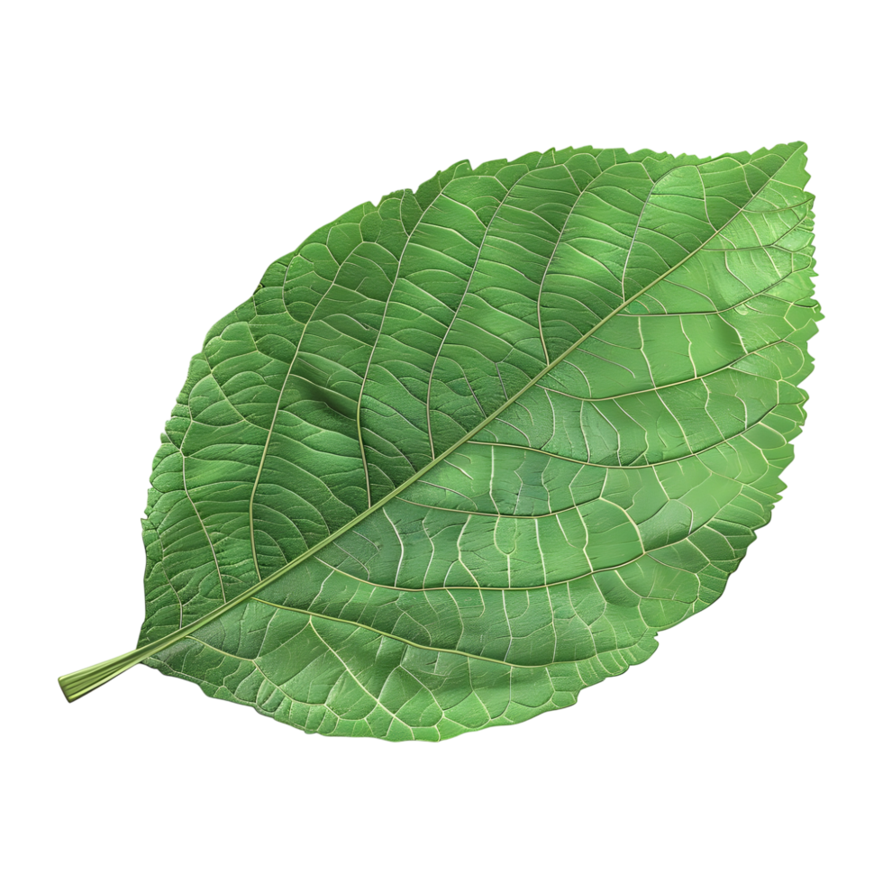 AI generated Green Leaf on Transparent background - Ai Generated png