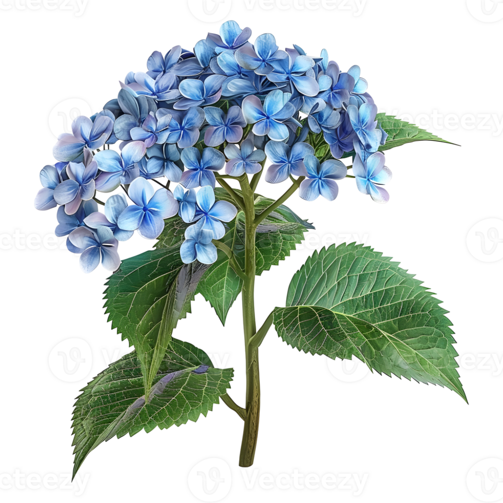 AI generated 3D Rendering of a Hydrangea Flower on Transparent Background - Ai Generated png