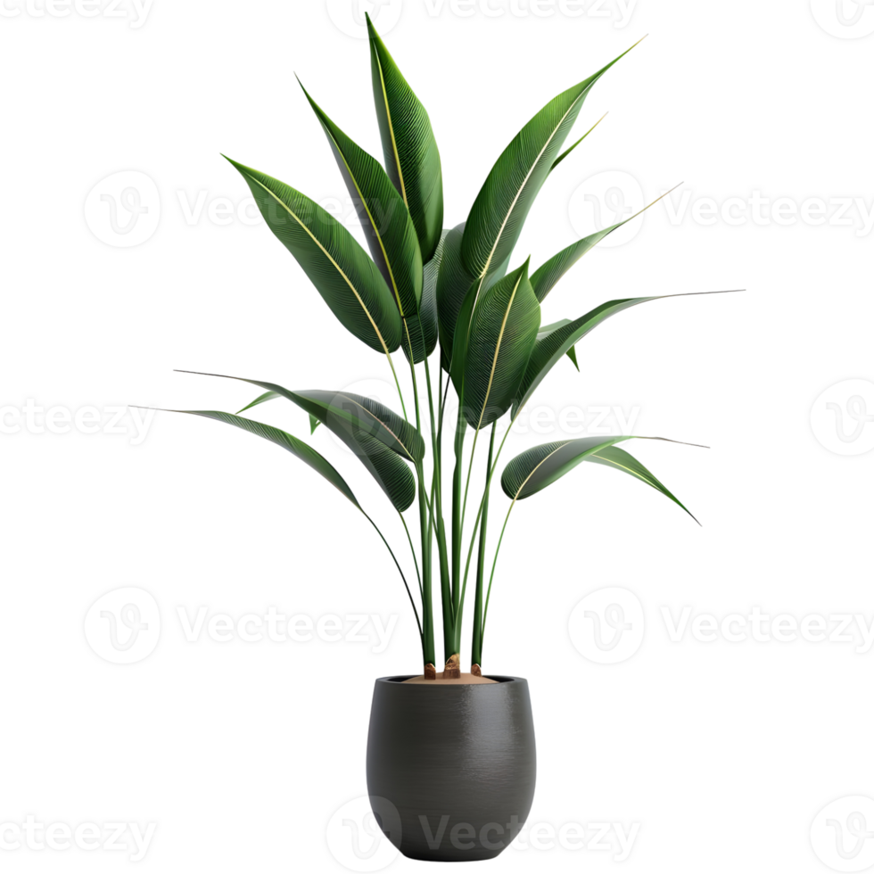 AI generated 3D Rendering of a Ficus Altissima in a pot on Transparent Background - Ai Generated png