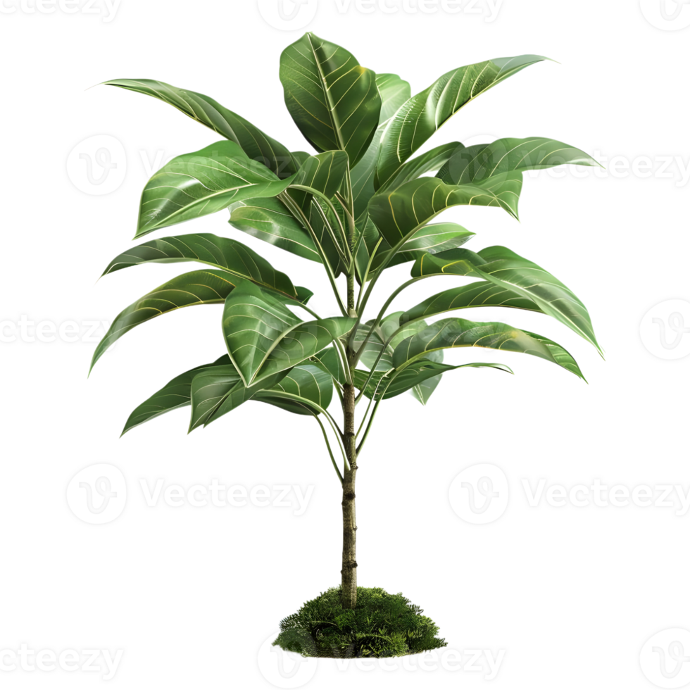 AI generated 3D Rendering of a Ficus Altissima in a pot on Transparent Background - Ai Generated png