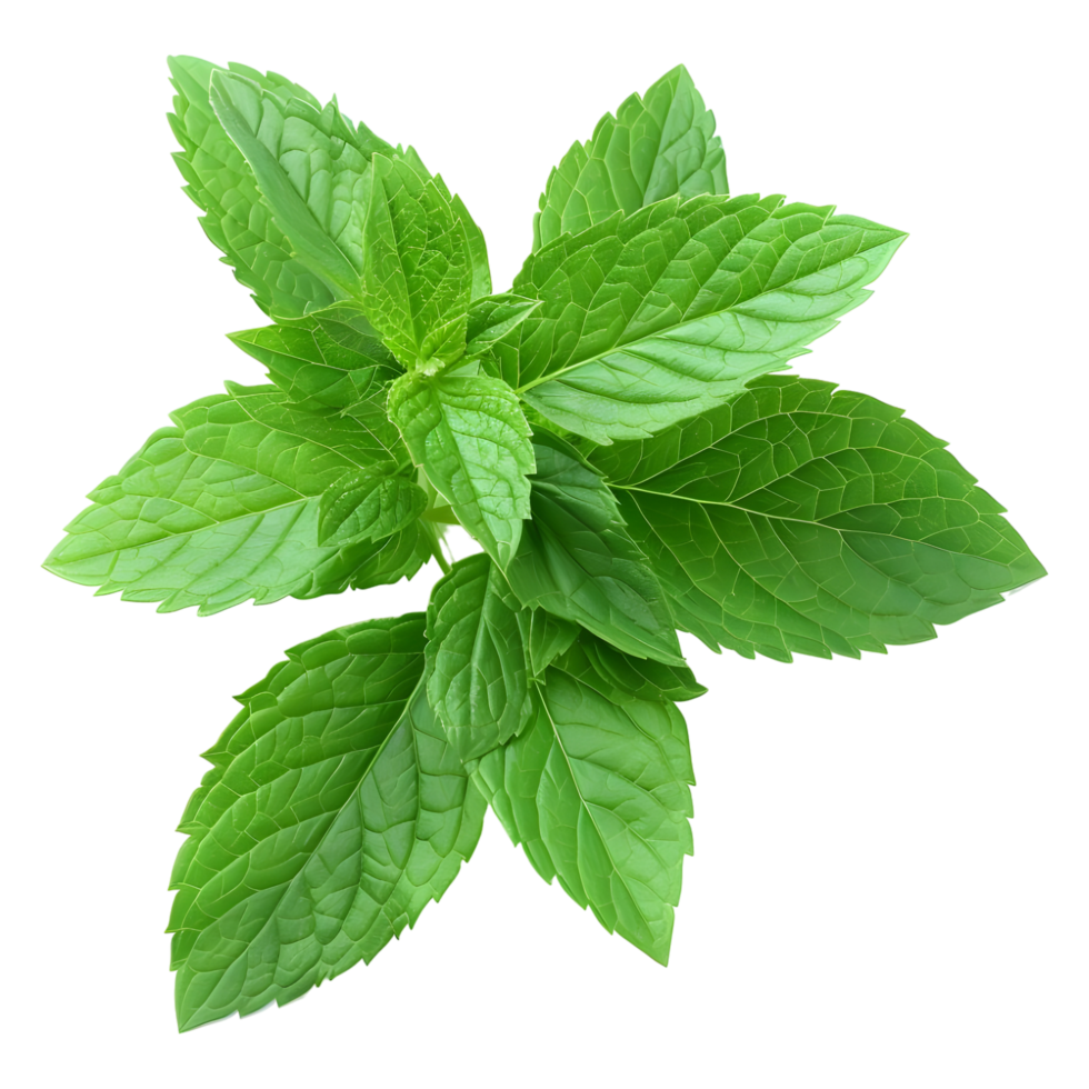AI generated 3D Rendering of a Green Leaf's on Transparent Background - Ai Generated png