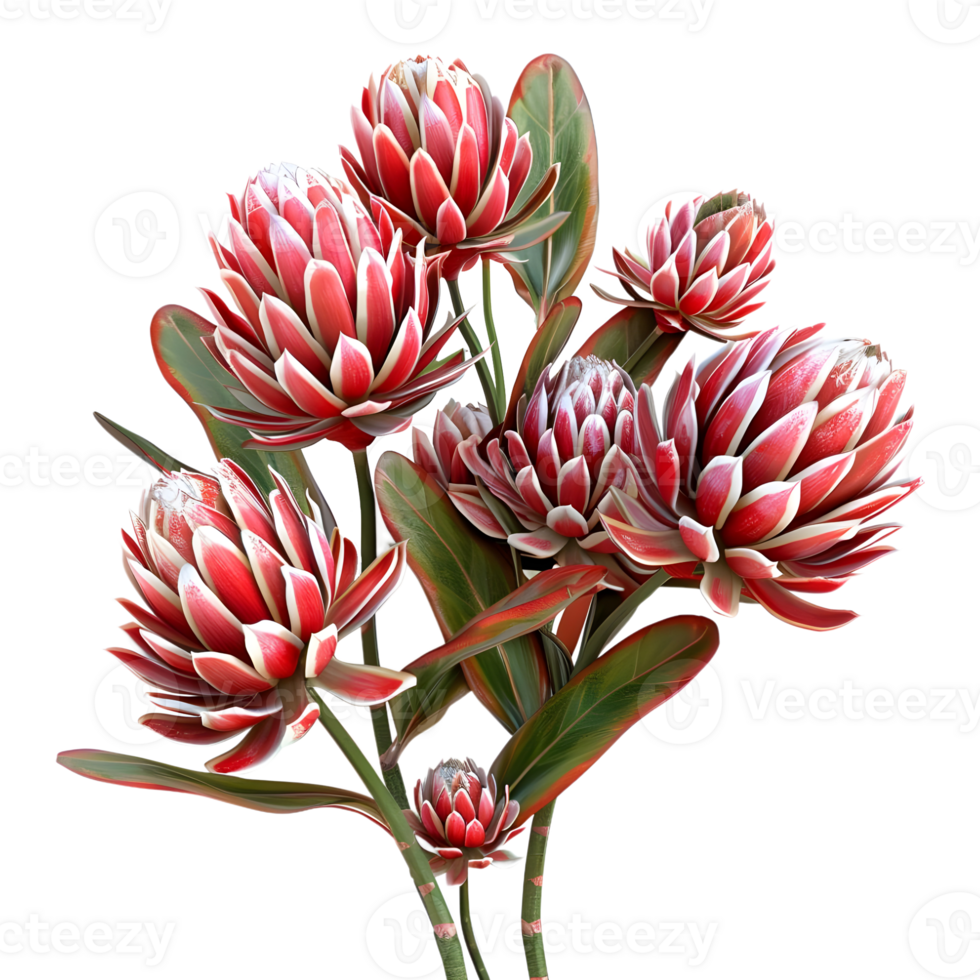 AI generated 3D Rendering of a Protea Flower on Transparent Background - Ai Generated png