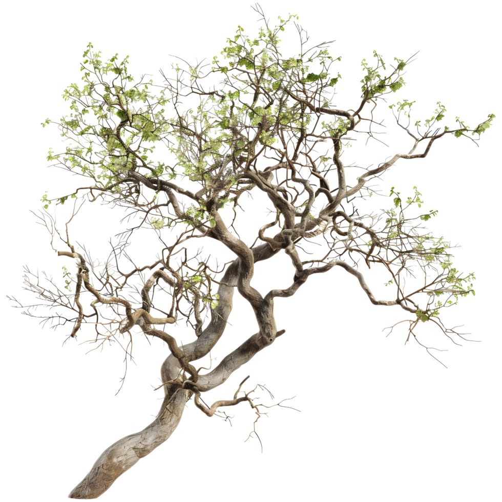 AI generated 3D Rendering of a Willow Tree on Transparent Background - Ai Generated png
