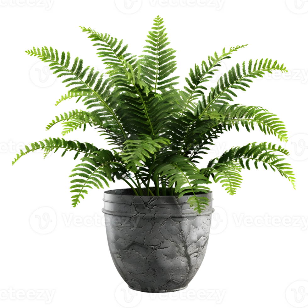 AI generated 3D Rendering of a Zamia Integrifolia on Transparent Background - Ai Generated png