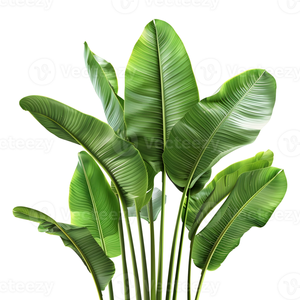 AI generated 3D Rendering of a Banana Tree Leaves on Transparent Background - Ai Generated png
